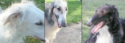 Ушки борзых