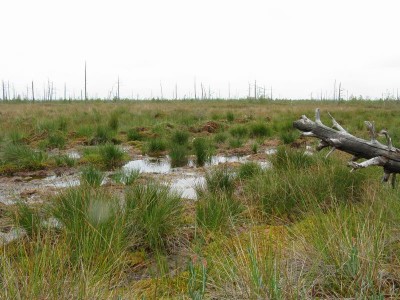 &amp;quot;Мокрое&amp;quot; болото на середине пути. Относительно сухое место для привала пришлось поискать.