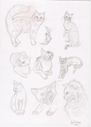 А это кошечки, только сейчас дорисовала. Мне нравится особенно нижний справа, он похож на Когтя из Котов воителей.