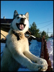 Собака улыбака