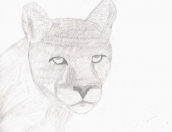 Эмм... Типа пума.