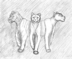 for_talana_sm.jpg (217.76 КБ) 19814 просмотров Ложные воплощения